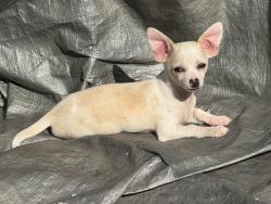 Lost Female Dog last seen Across from oak park, Stockton, CA 95204