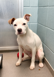 Shelter Stray Male Dog last seen Apt 3,205 Mineral Road, BROUSSARD, LA, 70518, 410 Dugas Rd, Lafayette, LA 70507, USA