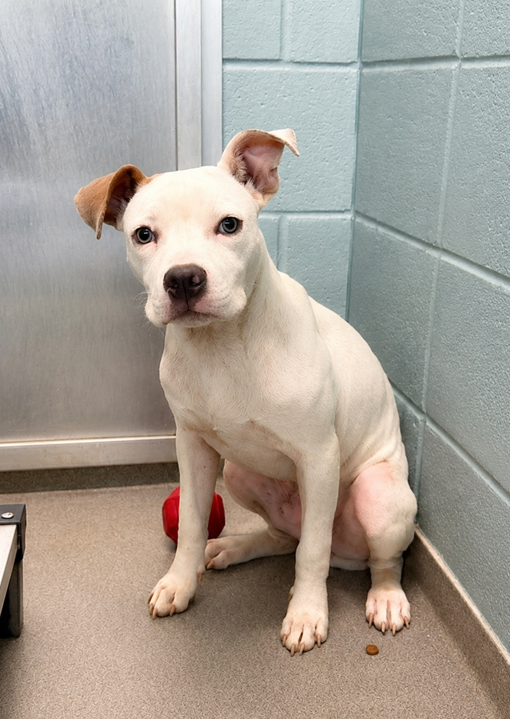 Shelter Stray Male Dog last seen Apt 3,205 Mineral Road, BROUSSARD, LA, 70518, 410 Dugas Rd, Lafayette, LA 70507, USA