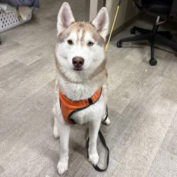 Shelter Stray Female Dog last seen Felton Street, San Diego, CA, 92116, 5500 Gaines St, San Diego, CA 92110, USA