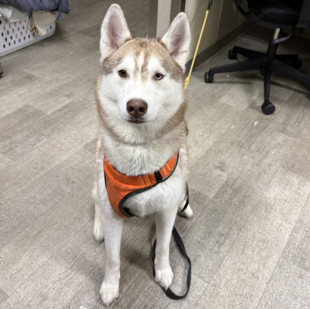Shelter Stray Female Dog last seen Felton Street, San Diego, CA, 92116, 5500 Gaines St, San Diego, CA 92110, USA