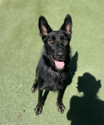 Shelter Stray Female Dog last seen Cannon Drive, Carlsbad, CA, 92008, Oceanside, CA 92058, USA