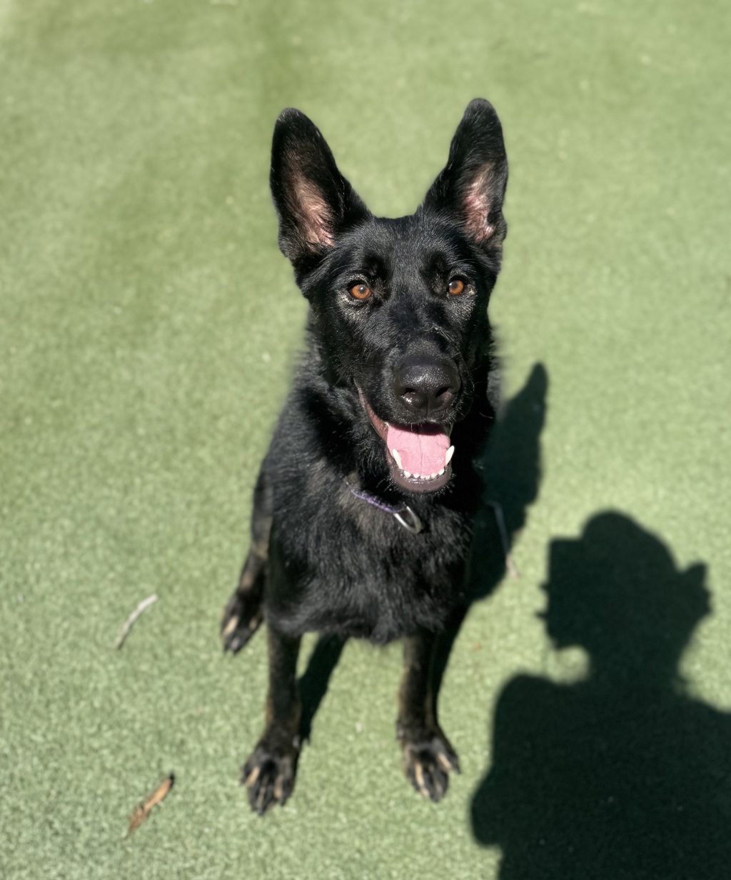 Shelter Stray Female Dog last seen Cannon Drive, Carlsbad, CA, 92008, Oceanside, CA 92058, USA