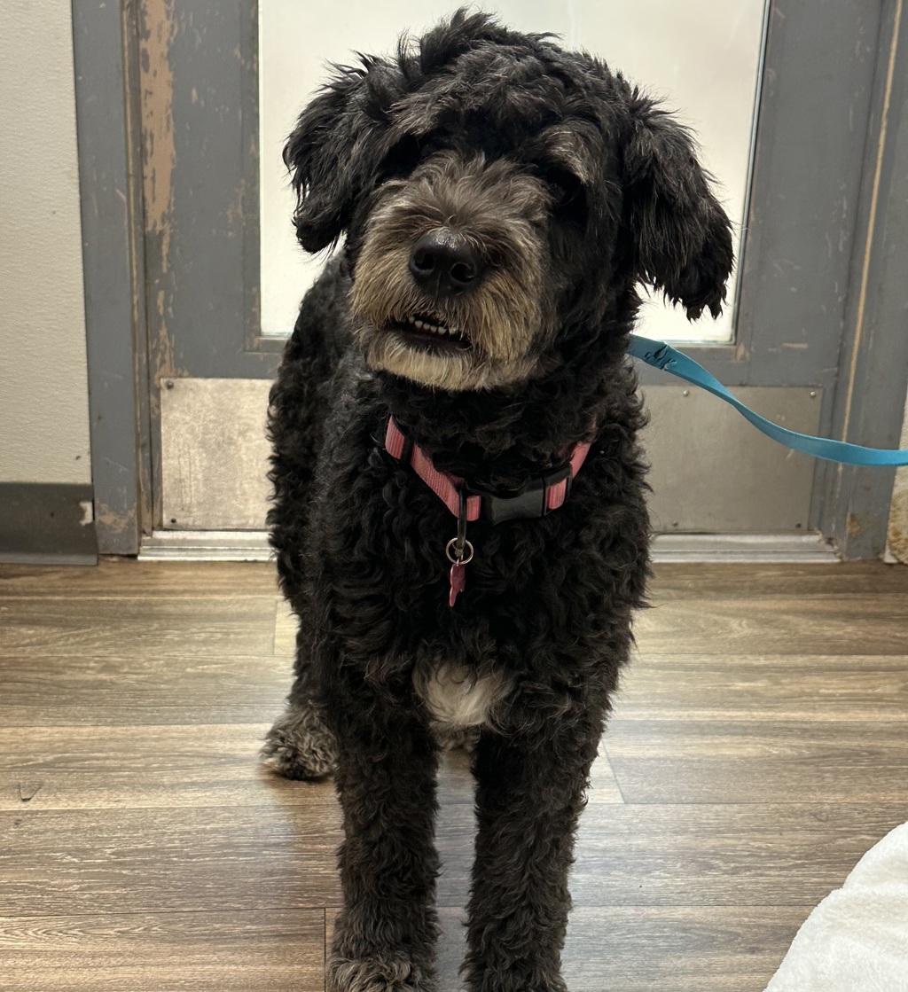 Shelter Stray Female Dog last seen Near Imperial Beach Boulevard, Imperial Beach, CA, 91932, 5500 Gaines St, San Diego, CA 92110, USA