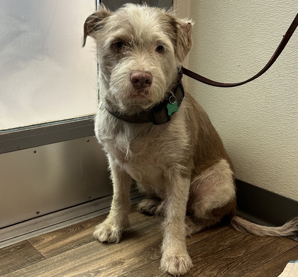 Shelter Stray Male Dog last seen Near Hotel Circle, San Diego, CA, 92108, 5500 Gaines St, San Diego, CA 92110, USA