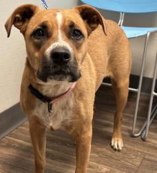 Shelter Stray Female Dog last seen Near Imperial Beach Boulevard, Imperial Beach, CA, 91932, 5500 Gaines St, San Diego, CA 92110, USA