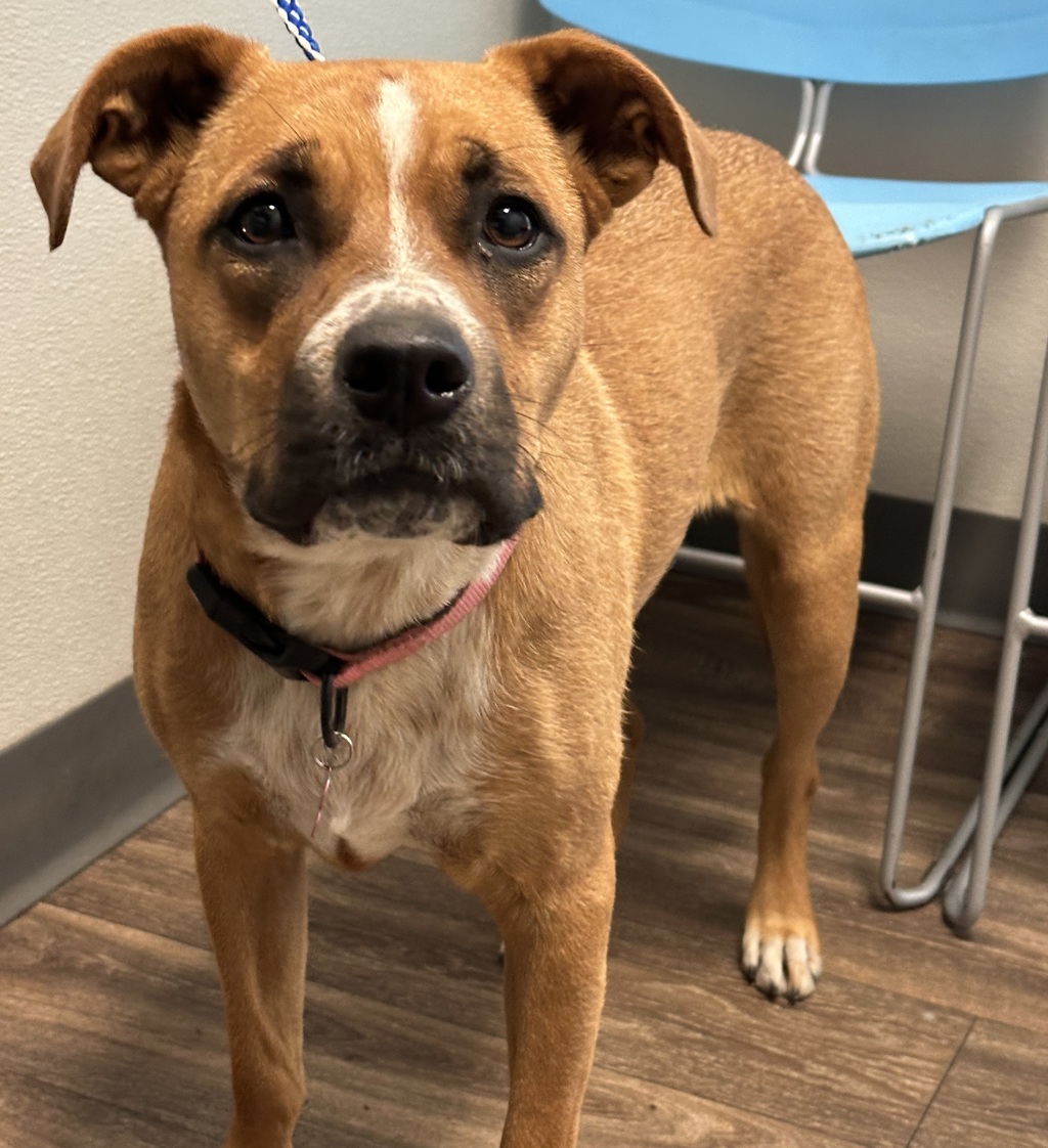 Shelter Stray Female Dog last seen Near Imperial Beach Boulevard, Imperial Beach, CA, 91932, 5500 Gaines St, San Diego, CA 92110, USA