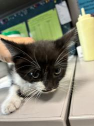 Shelter Stray Female Cat last seen Near E Delrio Street, unincorporated, UT, 84118, 511 W 3900 S, Salt Lake City, UT 84123, USA