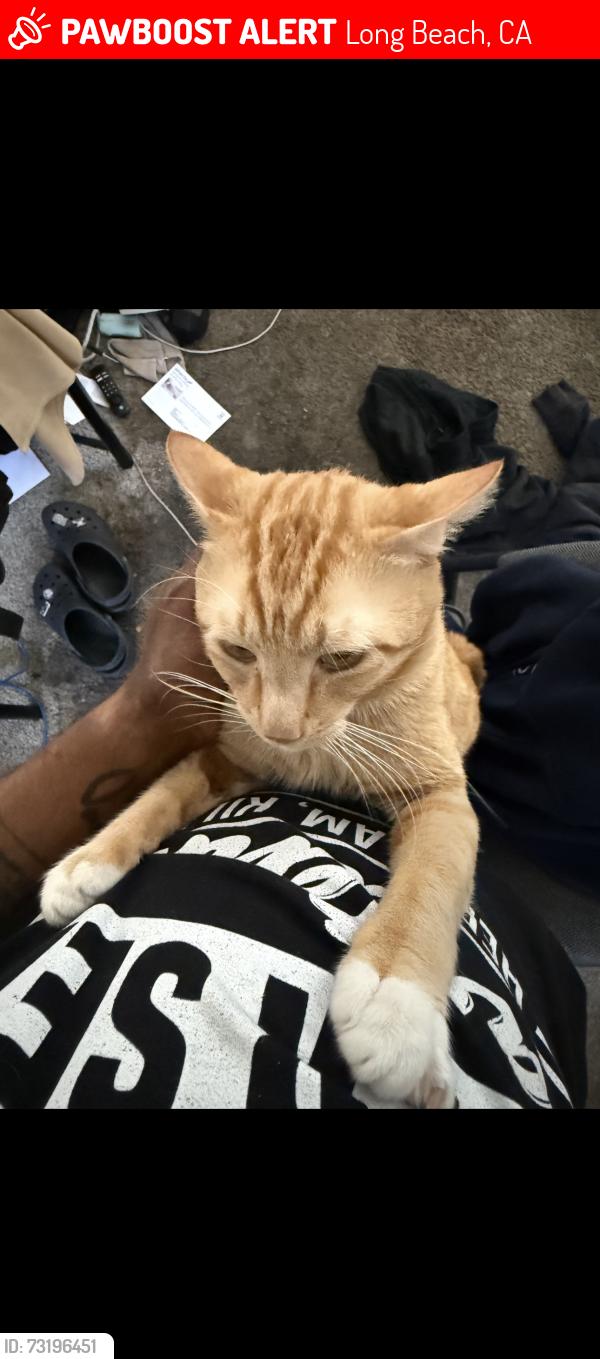 Lost Male Cat last seen Broadway and Orange, Long Beach, CA 90802