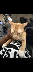 Lost Male Cat last seen Broadway and Orange, Long Beach, CA 90802