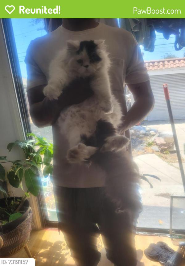 Reunited Male Cat last seen 78st and 6th ave, Los Angeles, CA 90019