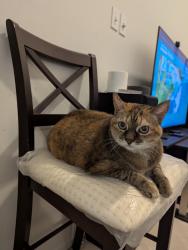 Lost Female Cat last seen Burton Road, Burrows Crescent, Edmonton, AB T6R 2J5