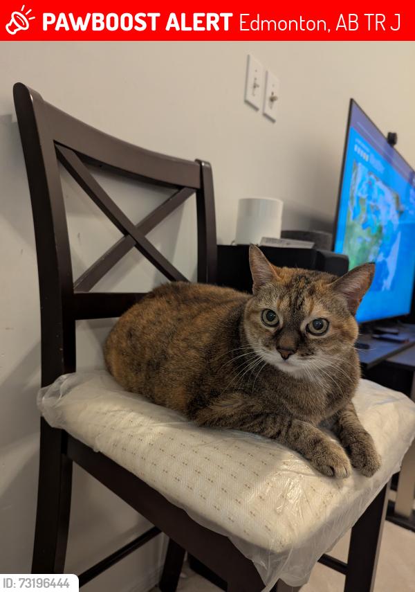 Lost Female Cat last seen Burton Road, Burrows Crescent, Edmonton, AB T6R 2J5