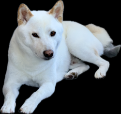 Reunited Male Dog last seen Unknown, Santa Maria, CA 93458