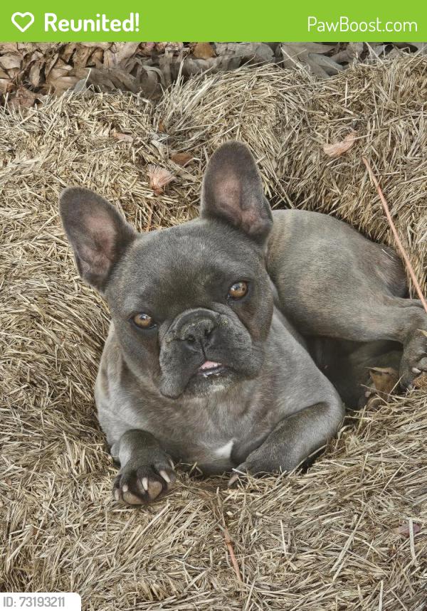 Reunited Female Dog last seen Sinyard Circle, Hiram, GA 30141