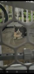 Found/Stray Unknown Cat last seen The willow at little lake bryan apmts, Orlando, FL 32821