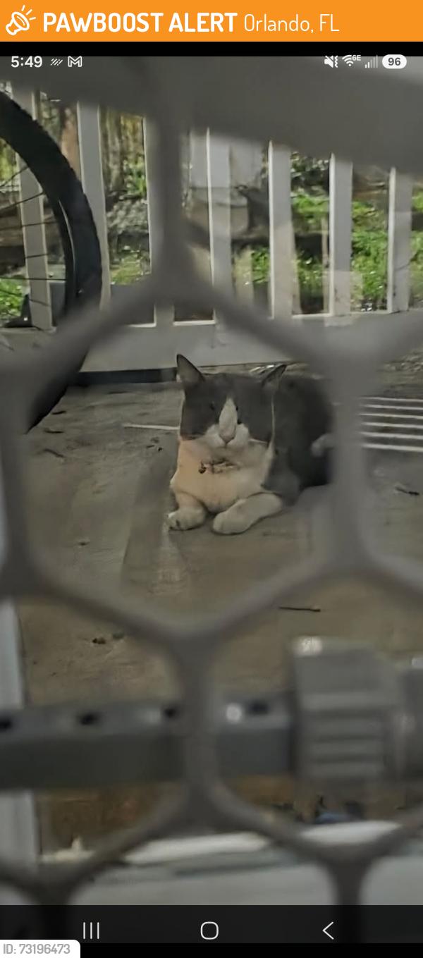 Found/Stray Unknown Cat last seen The willow at little lake bryan apmts, Orlando, FL 32821