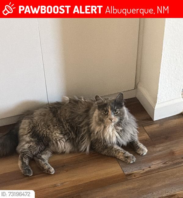 Lost Unknown Cat last seen San Pedro and Montgomery, Albuquerque, NM 87109