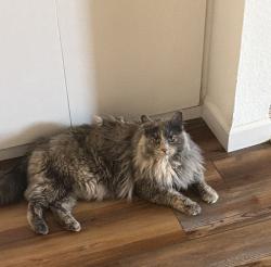 Lost Unknown Cat last seen San Pedro and Montgomery, Albuquerque, NM 87109