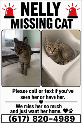 Lost Female Cat last seen Near Washington St Roslindale, MA 02131 United States, Boston, MA 02131