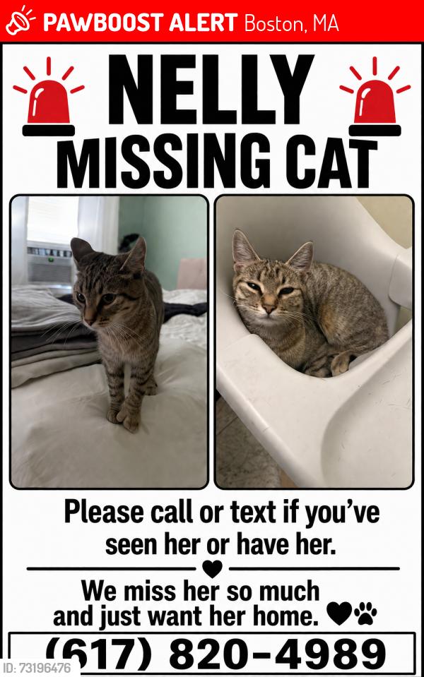 Lost Female Cat last seen Near Washington St Roslindale, MA 02131 United States, Boston, MA 02131