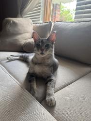 Reunited Male Cat last seen Fisher ave, Piscataway, NJ 08854