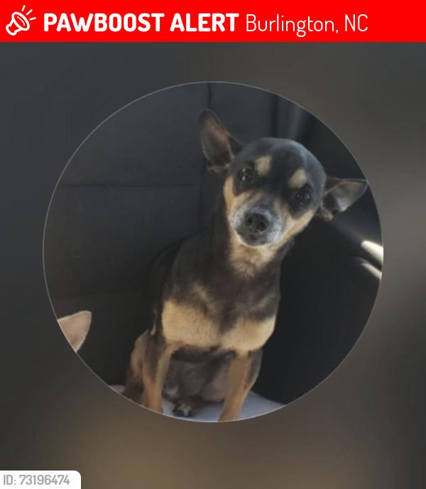Lost Male Dog last seen Walmart, Burlington, NC 27217