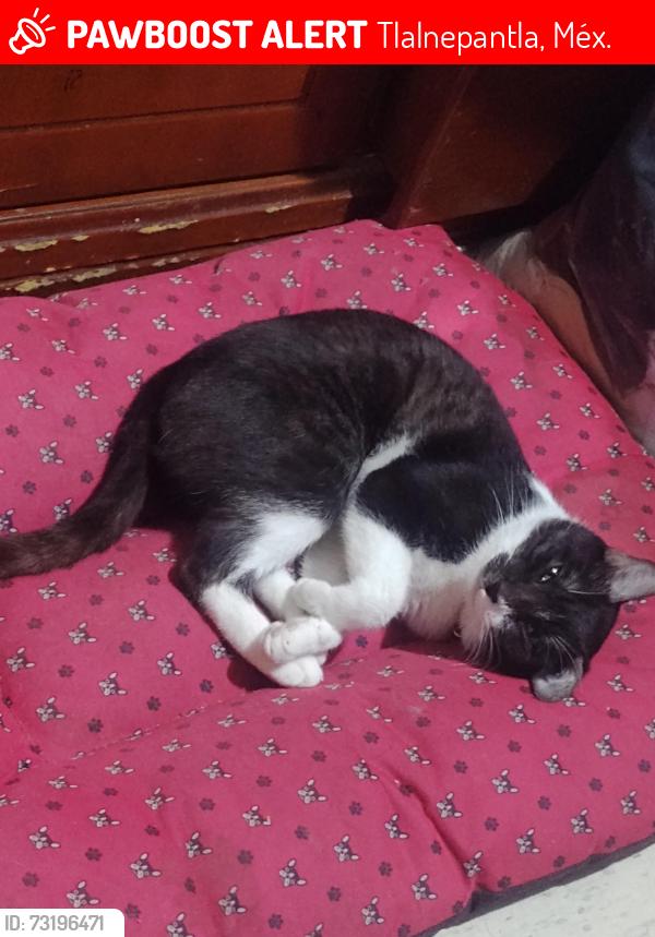 Lost Female Cat last seen La loma tlalnemex, Tlalnepantla, Méx. 