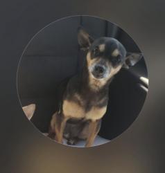Lost Male Dog last seen Walmart, Burlington, NC 27217
