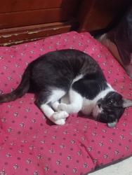 Lost Female Cat last seen La loma tlalnemex, Tlalnepantla, Méx. 