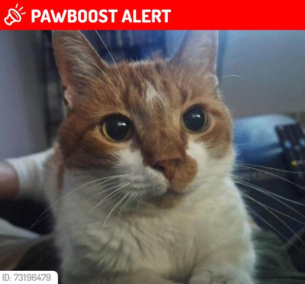 Lost Female Cat last seen Cypress Drive, Colorado Springs, CO 80911