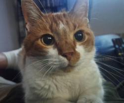 Lost Female Cat last seen Cypress Drive, Colorado Springs, CO 80911