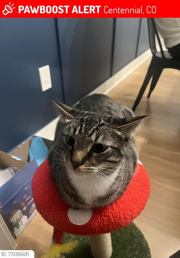Lost Male Cat last seen Near s Adams way, centennial, co 80122, Centennial, CO 80122
