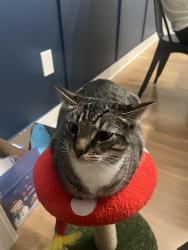 Lost Male Cat last seen Near s Adams way, centennial, co 80122, Centennial, CO 80122