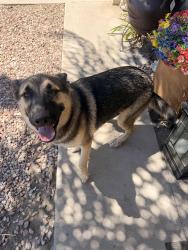 Reunited Male Dog last seen State st and Scovell, San Jacinto, CA 92583