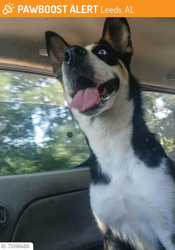 Found/Stray Female Dog last seen EPC, Leeds, AL 35094