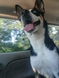 Found/Stray Female Dog last seen EPC, Leeds, AL 35094