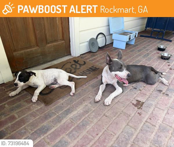 Found/Stray Female Dog last seen Hey 278 & Clarkwood Road, Rockmart, GA 30153