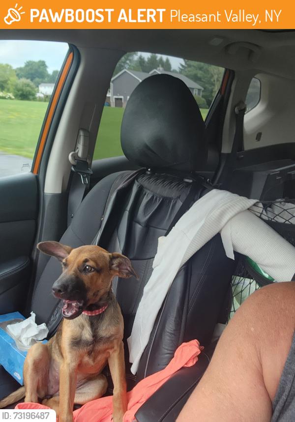 Found/Stray Female Dog last seen Netherwood rd, Pleasant Valley, NY 12601
