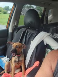 Found/Stray Female Dog last seen Netherwood rd, Pleasant Valley, NY 12601