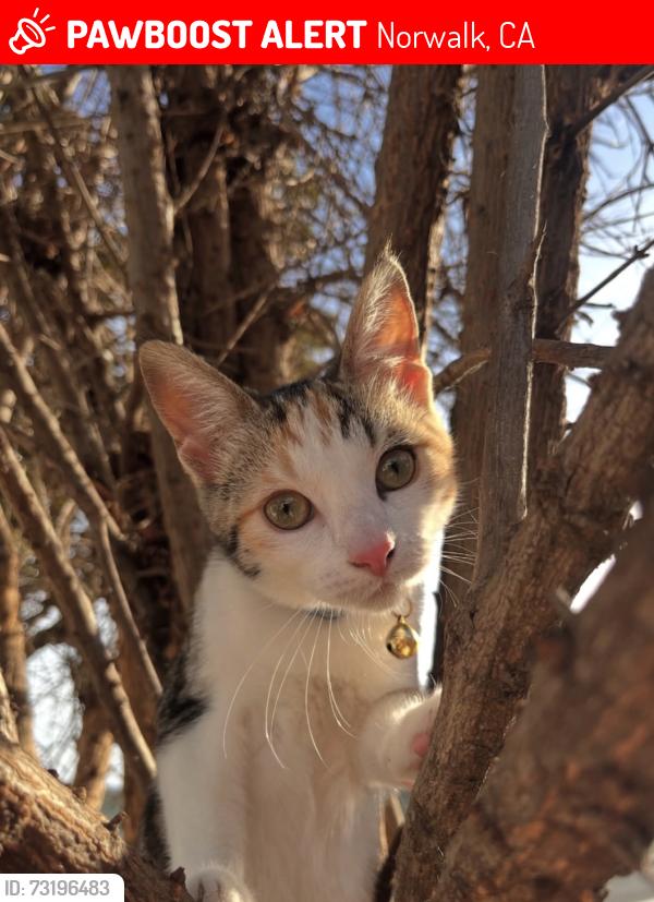 Lost Female Cat last seen cedarvale st and norwalk blvd, Norwalk, CA 90650