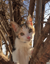 Lost Female Cat last seen cedarvale st and norwalk blvd, Norwalk, CA 90650