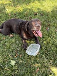 Reunited Female Dog last seen Temecula parkway, Temecula, CA 92592