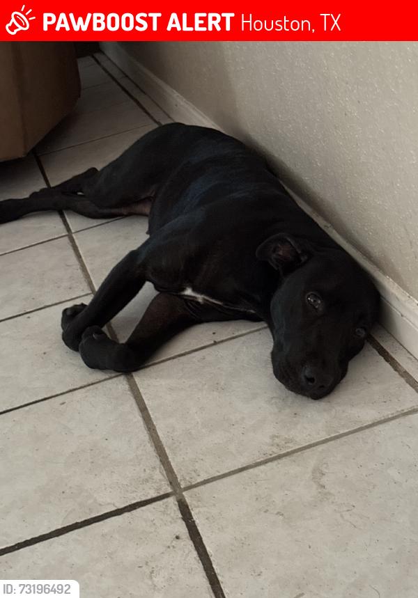Lost Female Dog last seen sandy meadow ln, Houston, TX 77039