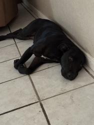 Lost Female Dog last seen sandy meadow ln, Houston, TX 77039