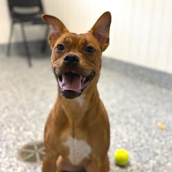 Shelter Stray Female Dog last seen , 328 Furman Hall Rd, Greenville, SC 29609, USA