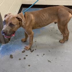 Shelter Stray Male Dog last seen , 2350 Appling City Cove, Memphis, TN 38133, USA