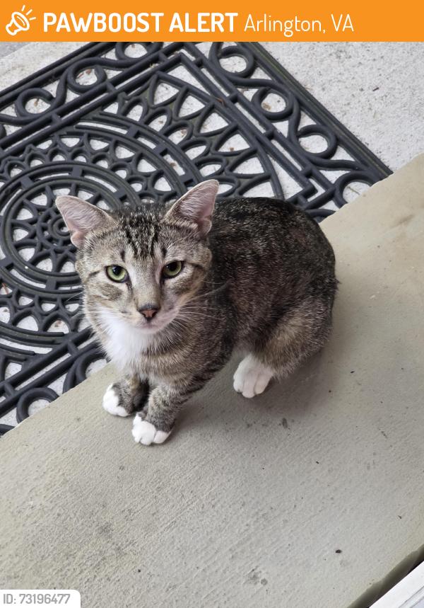 Found/Stray Unknown Cat last seen Near N Madison St, Arlington, VA 22205