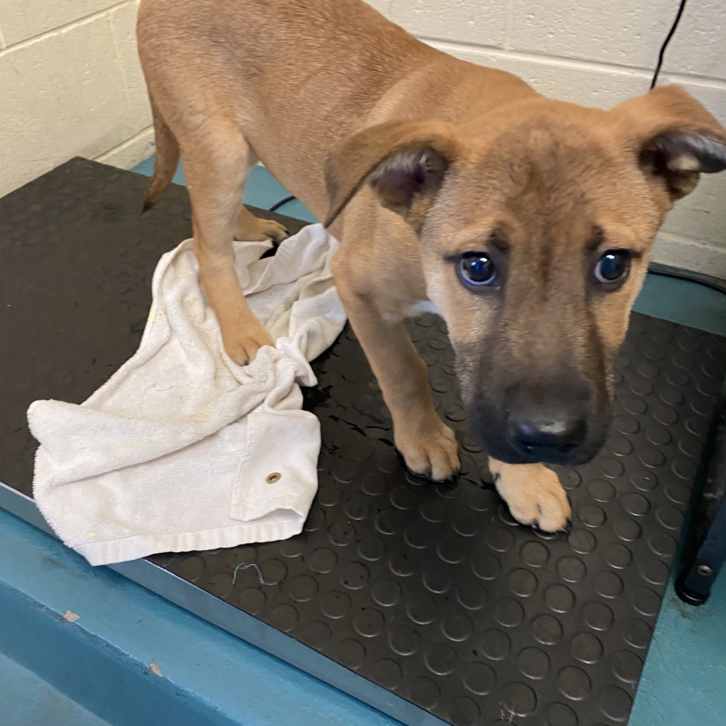 Shelter Stray Male Dog last seen , 2350 Appling City Cove, Memphis, TN 38133, USA