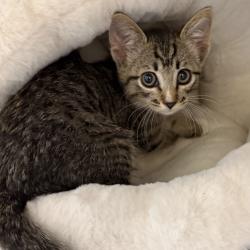 Shelter Stray Female Cat last seen , 3428 S Jenkins Ave, Norman, OK 73072, USA